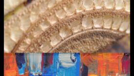 الصور المزخرفة: خلق اهتمام بصري بتفاصيل ملموسة